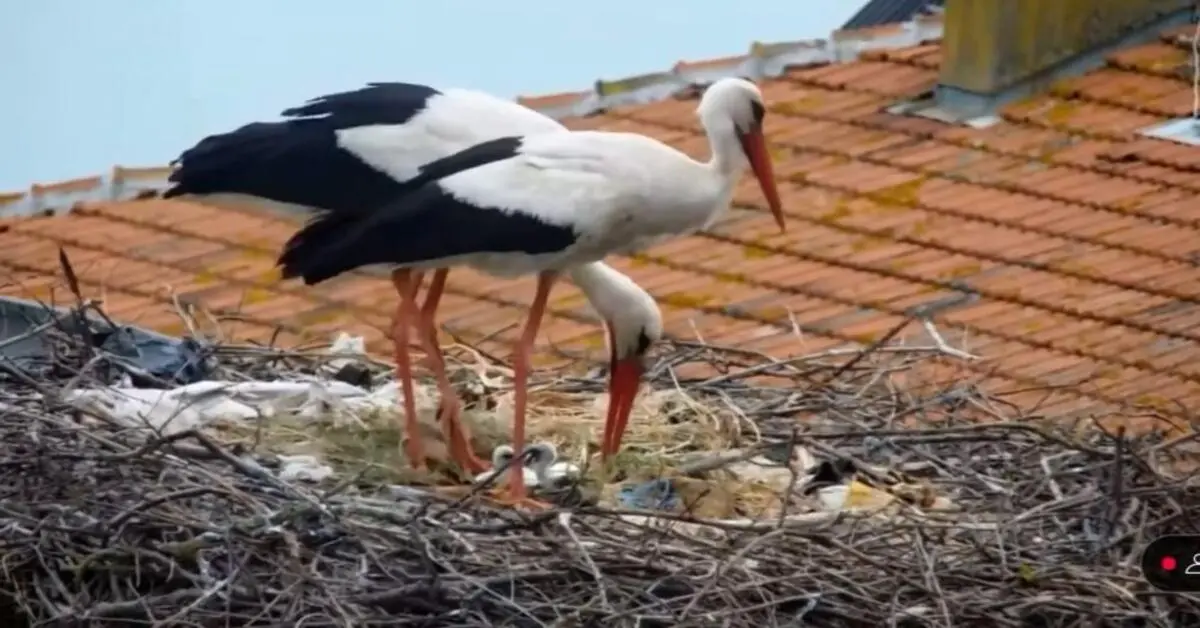 Genç Gazete Yaren Leyleğin Vericili Yavrusu İlk Uçuşunu Başarıyla Tamamladı