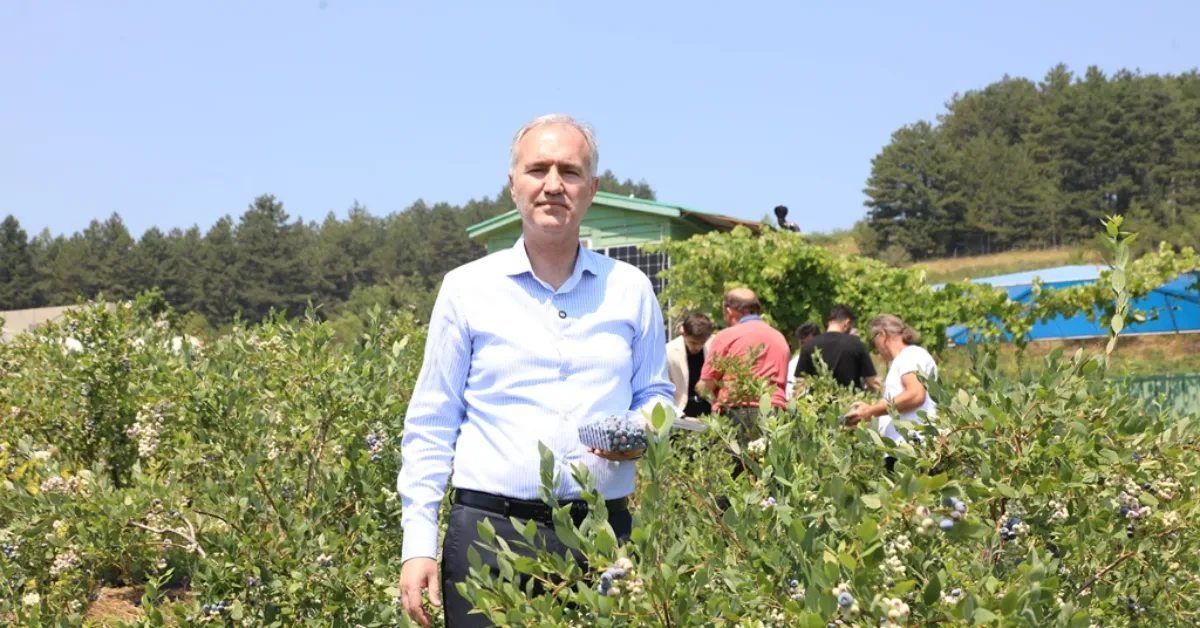 İnegöl’de Yaban Mersini Üretimi 1.500 Dekara Yükseldi (2)