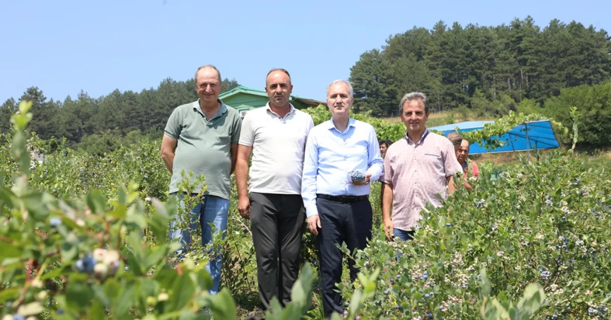 İnegöl’de Yaban Mersini Üretimi 1.500 Dekara Yükseldi (3)