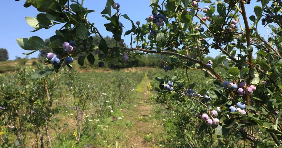 İnegöl’de Yaban Mersini Üretimi 1.500 Dekara Yükseldi (4)
