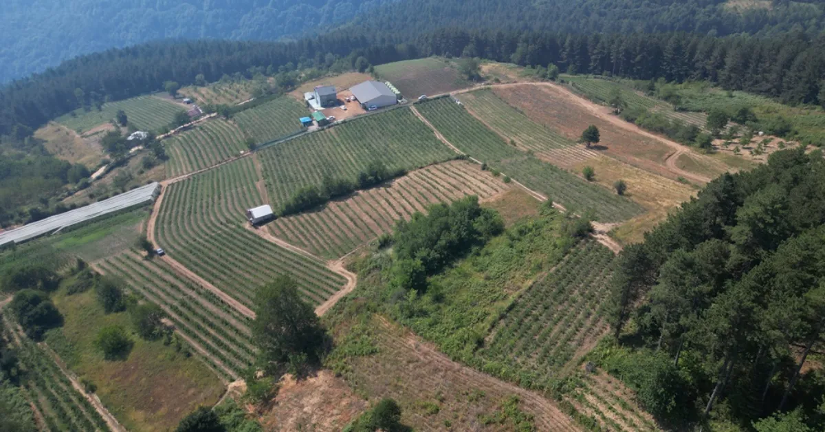 İnegöl’de Yaban Mersini Üretimi 1.500 Dekara Yükseldi