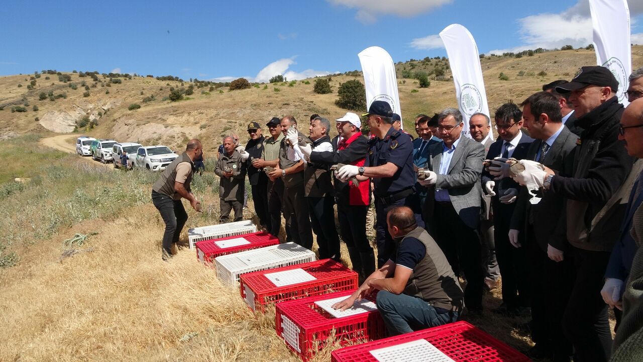 Kene Savar Keklikler Doğaya Salındı (3)