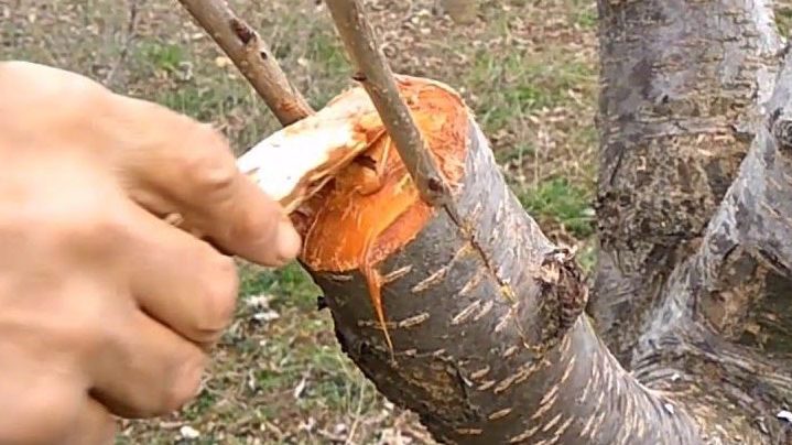 Meyve Aşılama Ne Işe Yarar, Nasıl Yapılır Ağaçların Verimini Artıran Bu Yöntemin Sırları Nelerdir (1)-1