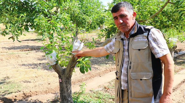 Meyve Aşılama Ne Işe Yarar, Nasıl Yapılır Ağaçların Verimini Artıran Bu Yöntemin Sırları Nelerdir (1)
