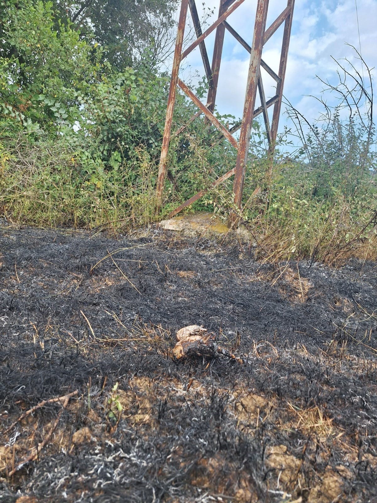 Sinop’ta Yüksek Gerilim Hattına Konan Kuş Yangına Neden Oldu (2)