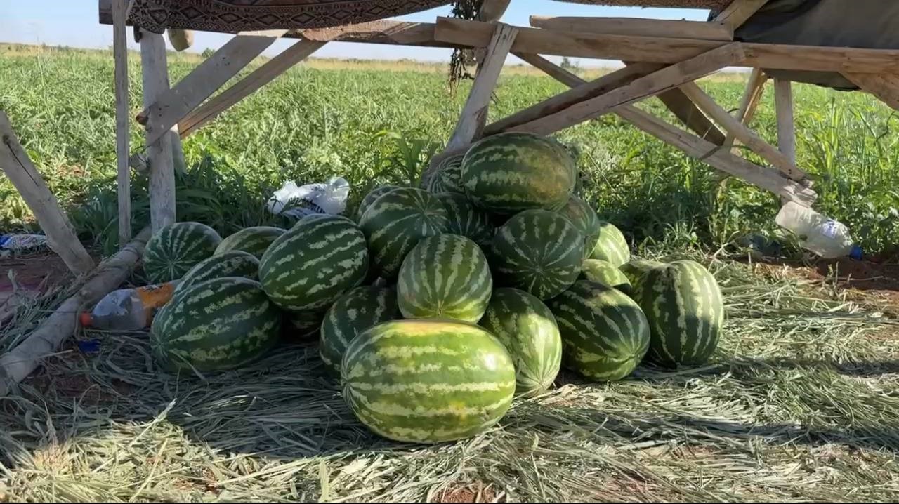 Suruç Ovası'nda Yerli Karpuzun Ilk Hasadı Buruk Başladı (3)