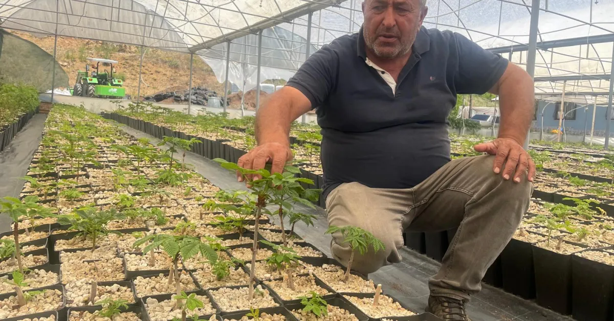 Türkiye'de Bir Ilk! Keles'te 1100 Rakımda 30 Bin Ihlamur Fidanı Üretildi (3)