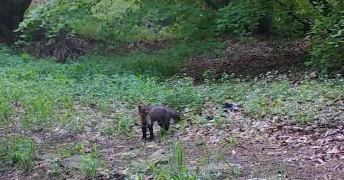 Uludağ Yaban Hayatı (1)