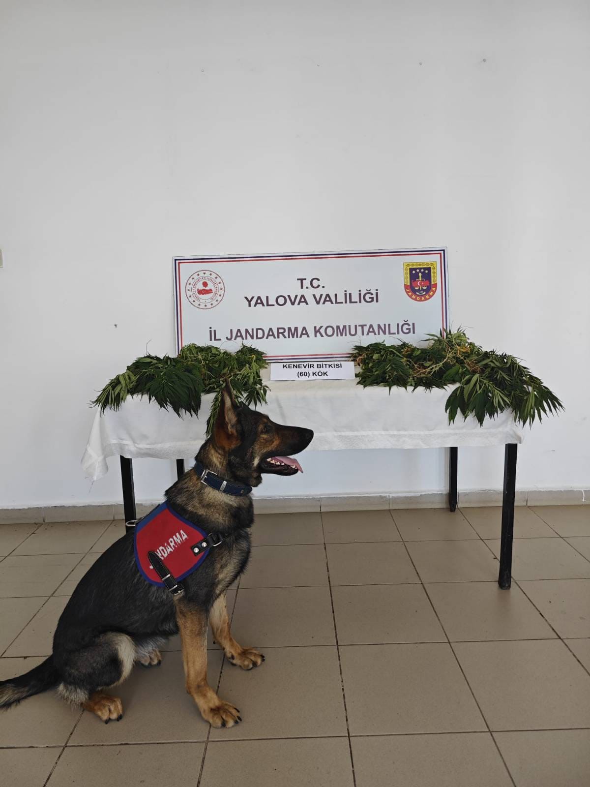 Yasa Dışı Kenevir Ekimi Yapan Zanlı Tutuklandı (1)