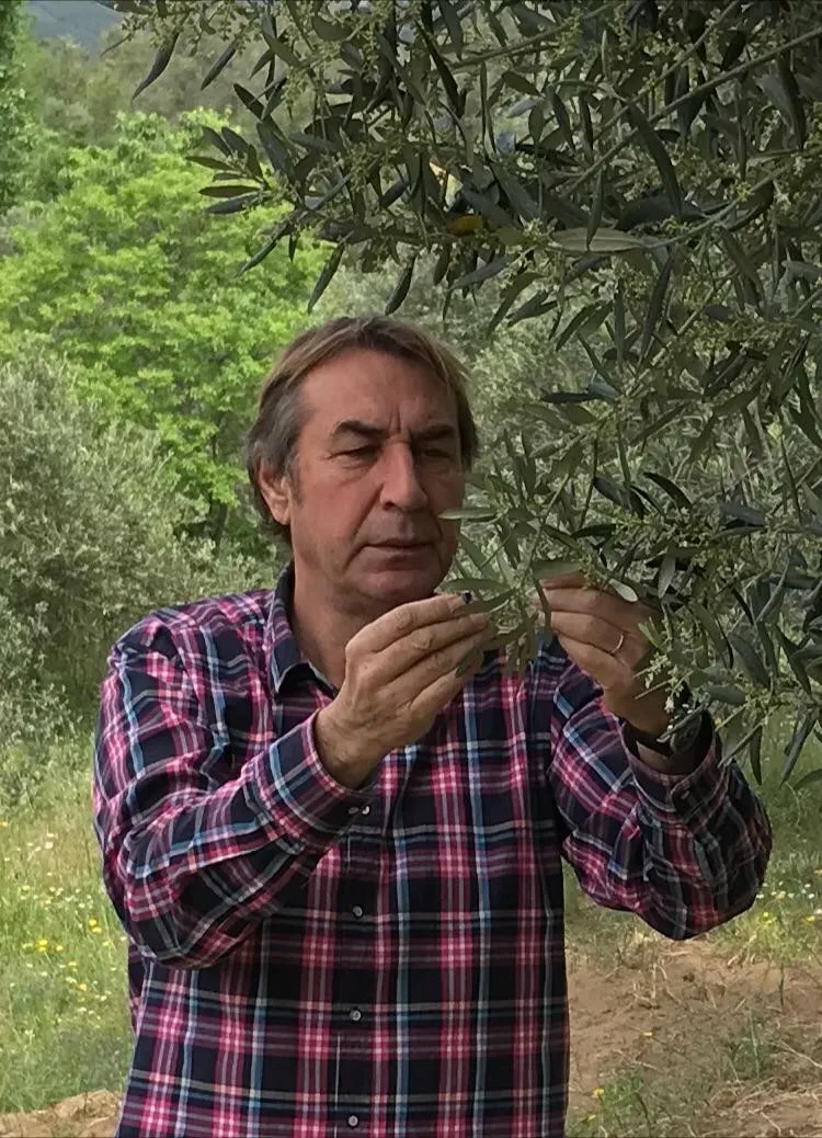 Zeytinyağında Yok Yılı Geliyor! (7)