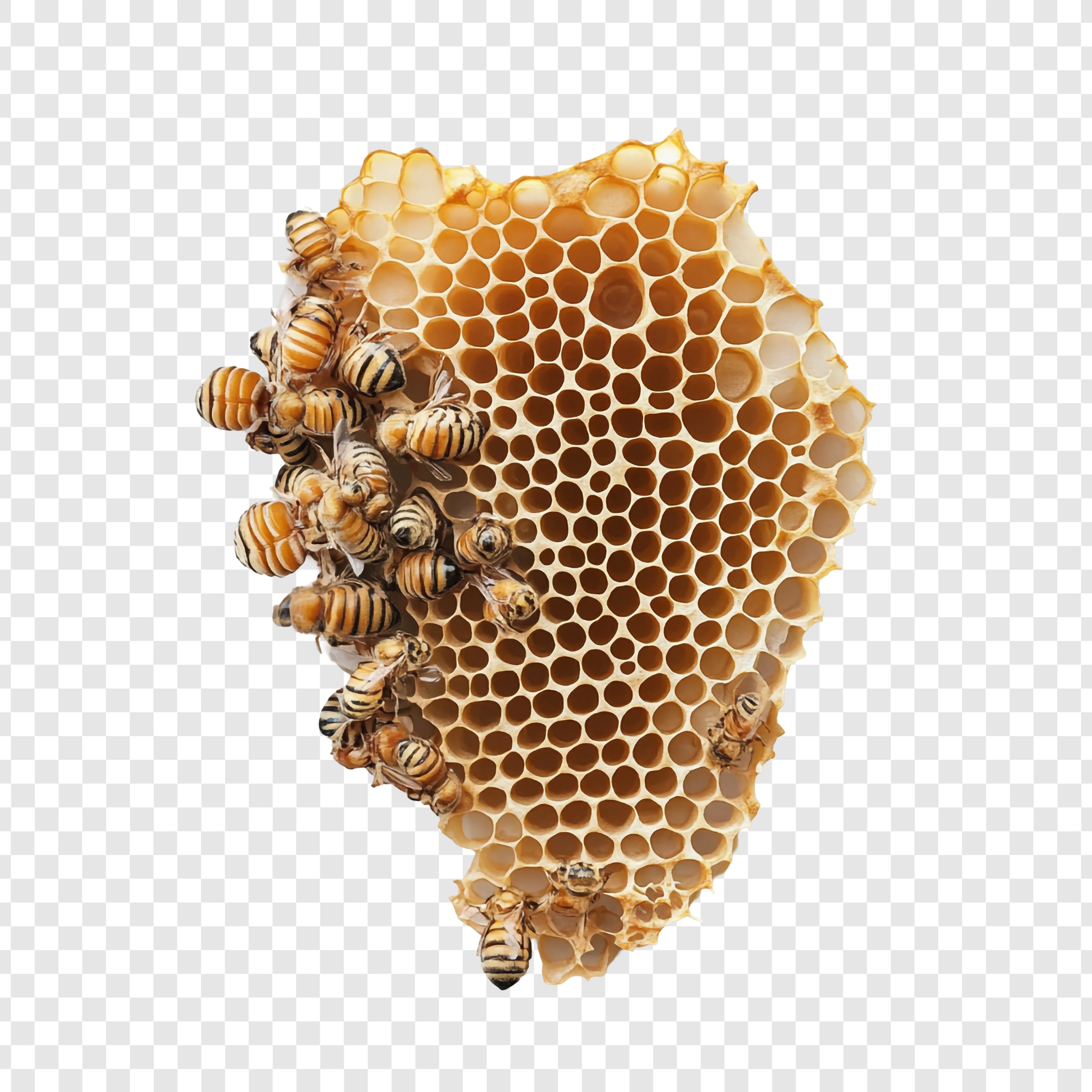 16 Ağustos Ne Günü Bal Arısı Gencgazete (10)