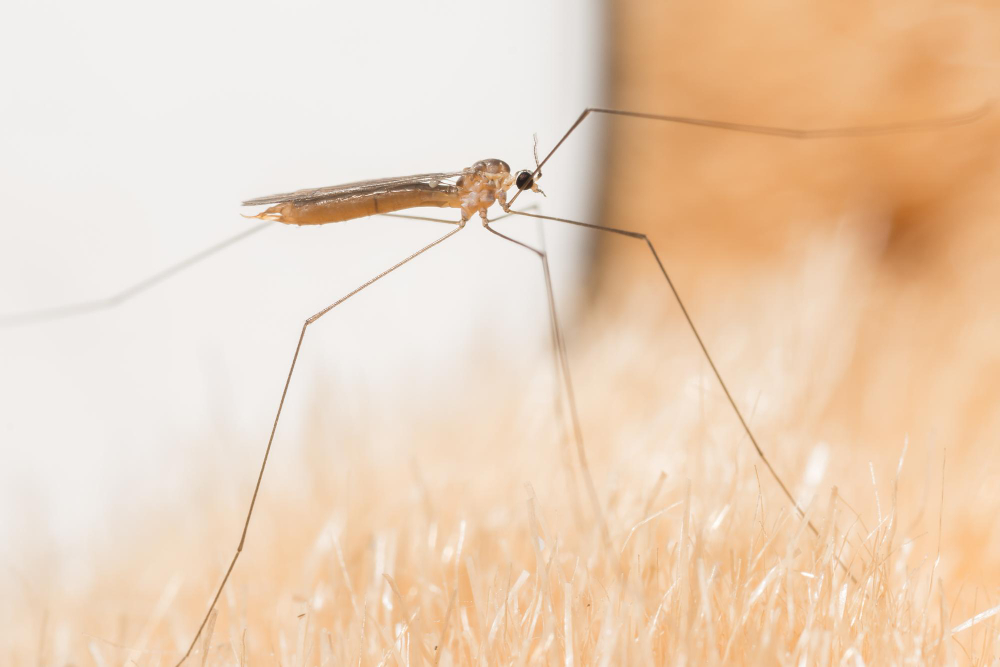 20 Agustos Ne Gunu Sivrisinek Gunu Gencgazete (3)