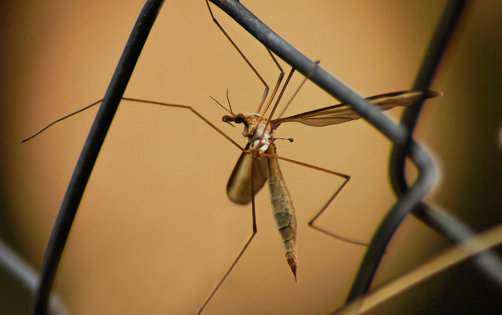 20 Agustos Ne Gunu Sivrisinek Gunu Gencgazete (4)