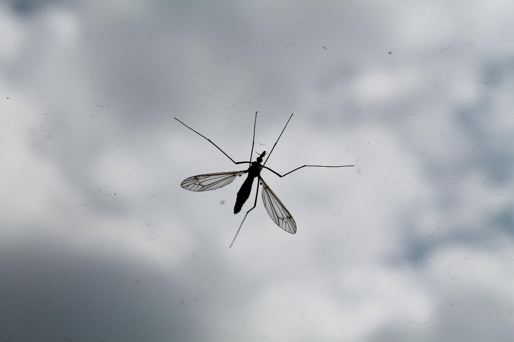 20 Agustos Ne Gunu Sivrisinek Gunu Gencgazete (5)