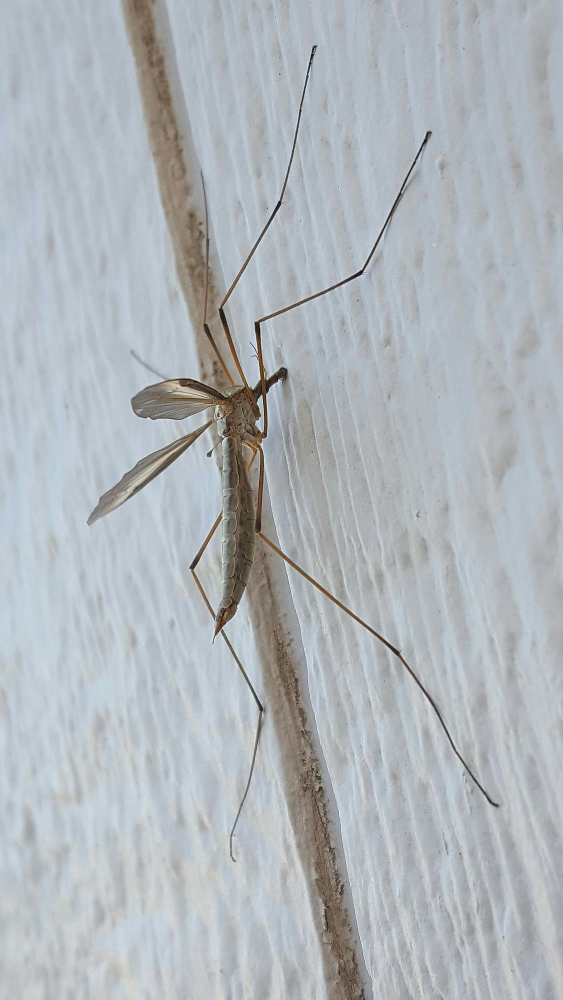 20 Agustos Ne Gunu Sivrisinek Gunu Gencgazete (8)