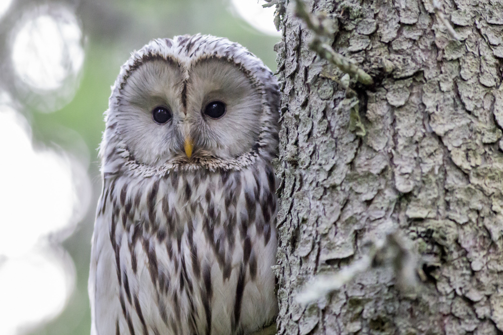 4 Ağustos Ne Günü Calisan Kadinlar Baykus Gunu Gencgazete (1)