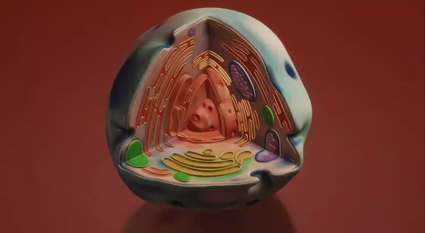 6259782086B2472244917D0F