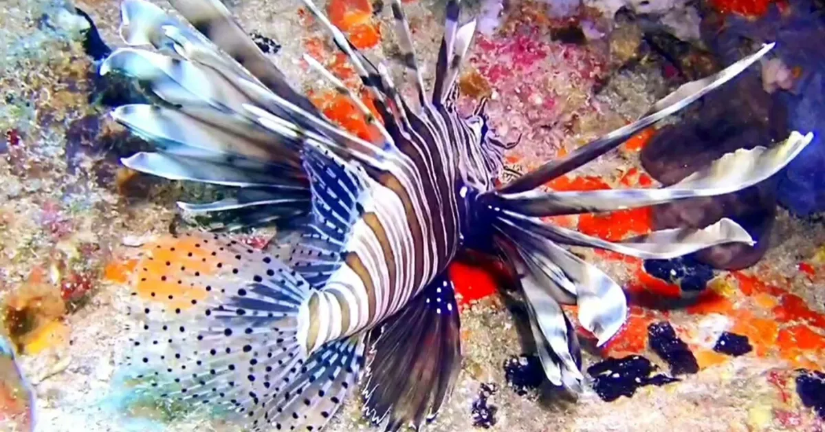 A Y V A L I K T A A S L A N B A L I G I G O R U N T U L E N D I 846869 251126 Gencgazete