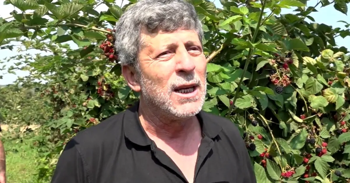 Ahududu Üretimi Bursa'da Yüzde 65 Düştü! Kayıp Tehlikesi Kapıda (2)