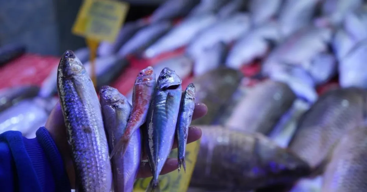 Balıkçılık 2025 (1)