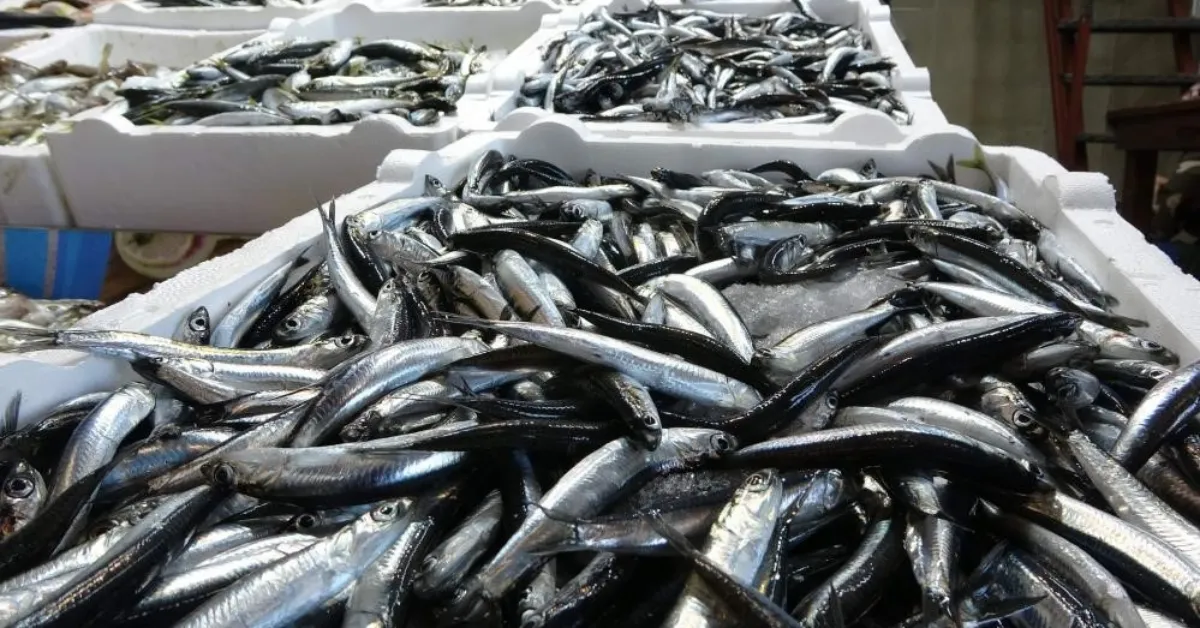 Balıkçılık 2025 (2)