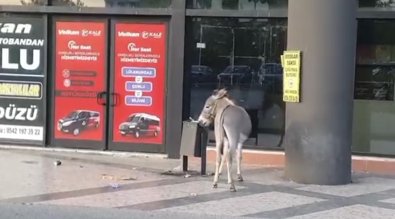 Başıboş Eşek Dubayı Çaldı (3)