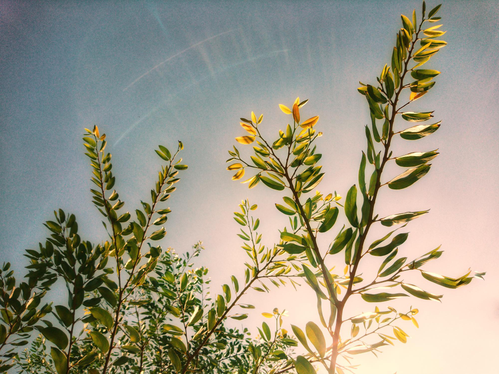 Bitkilerin Birbirleriyle Konuştuklar Gencgazete (12)