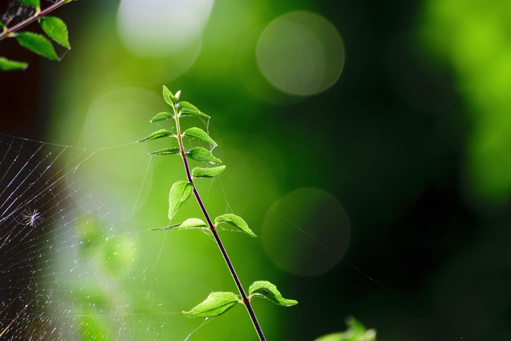 Bitkilerin Birbirleriyle Konuştuklar Gencgazete (15)