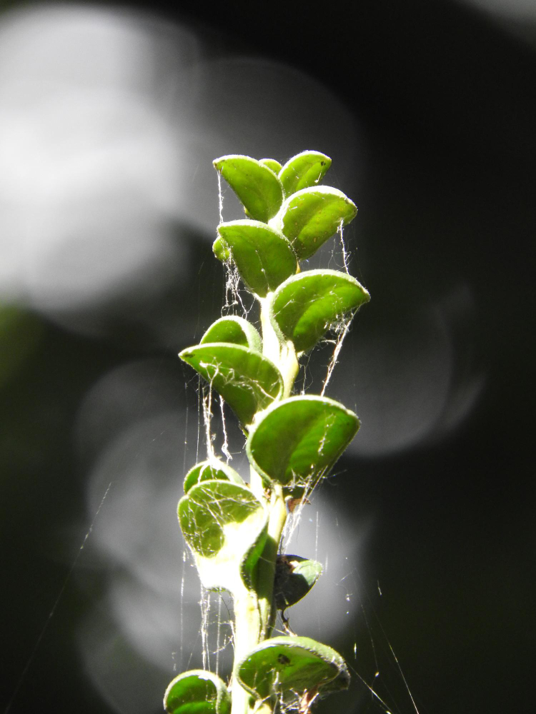 Bitkilerin Birbirleriyle Konuştuklar Gencgazete (16)