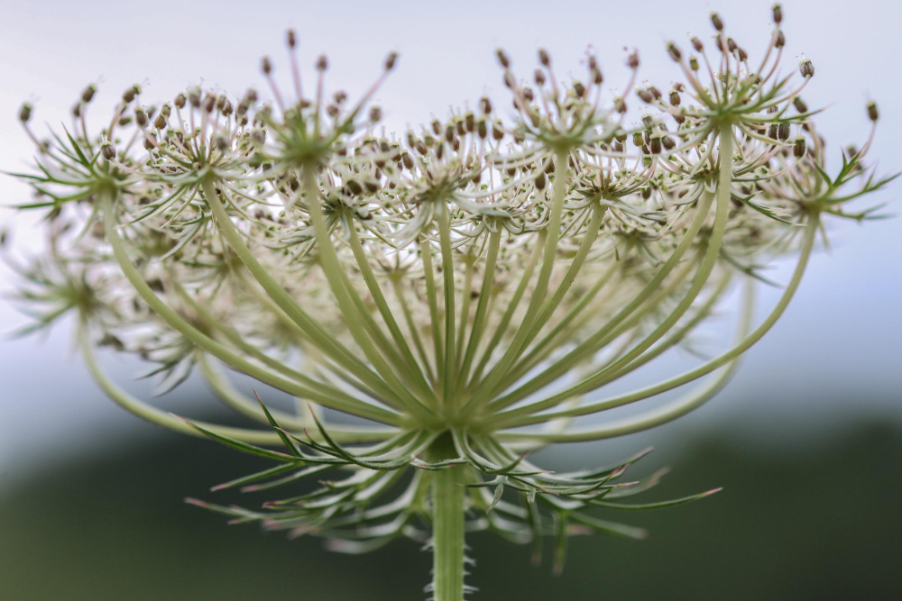 Bitkilerin Birbirleriyle Konuştuklar Gencgazete (18)