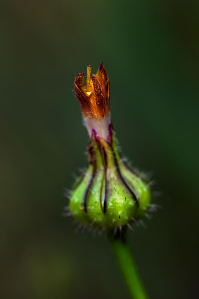 Bitkilerin Birbirleriyle Konuştuklar Gencgazete (20)