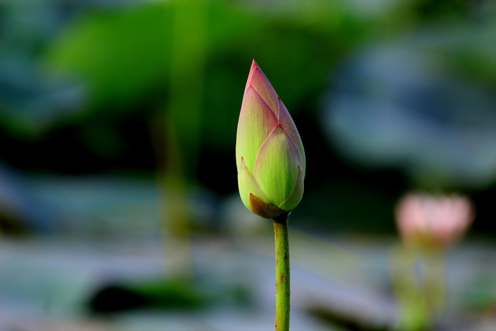 Bitkilerin Birbirleriyle Konuştuklar Gencgazete (7)