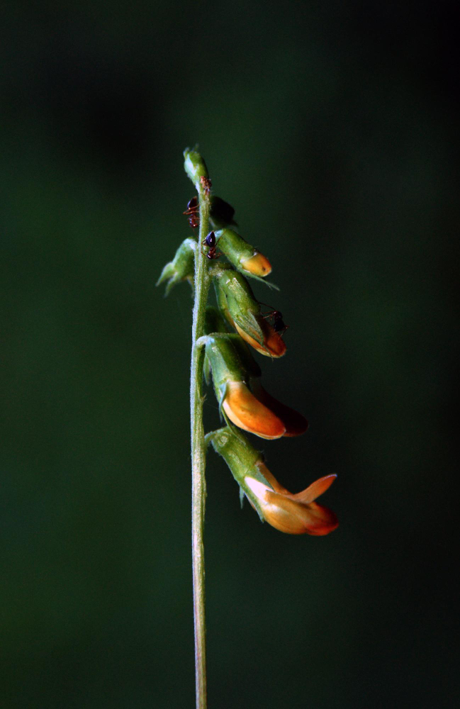 Bitkilerin Birbirleriyle Konuştuklar Gencgazete (9)