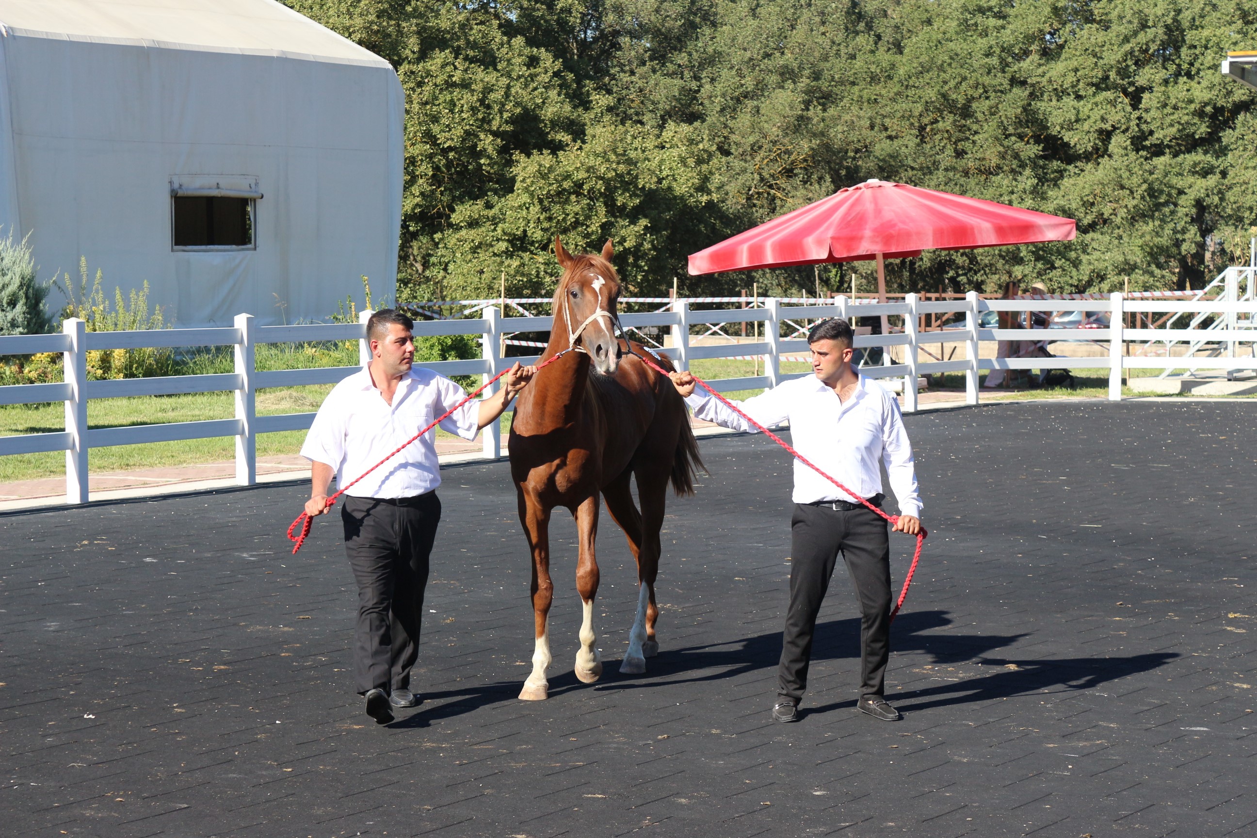 Bursa Karacabey Harası’nda 58 Tay Satışından 25 Milyon Lira Gelir Elde Edildi (1)