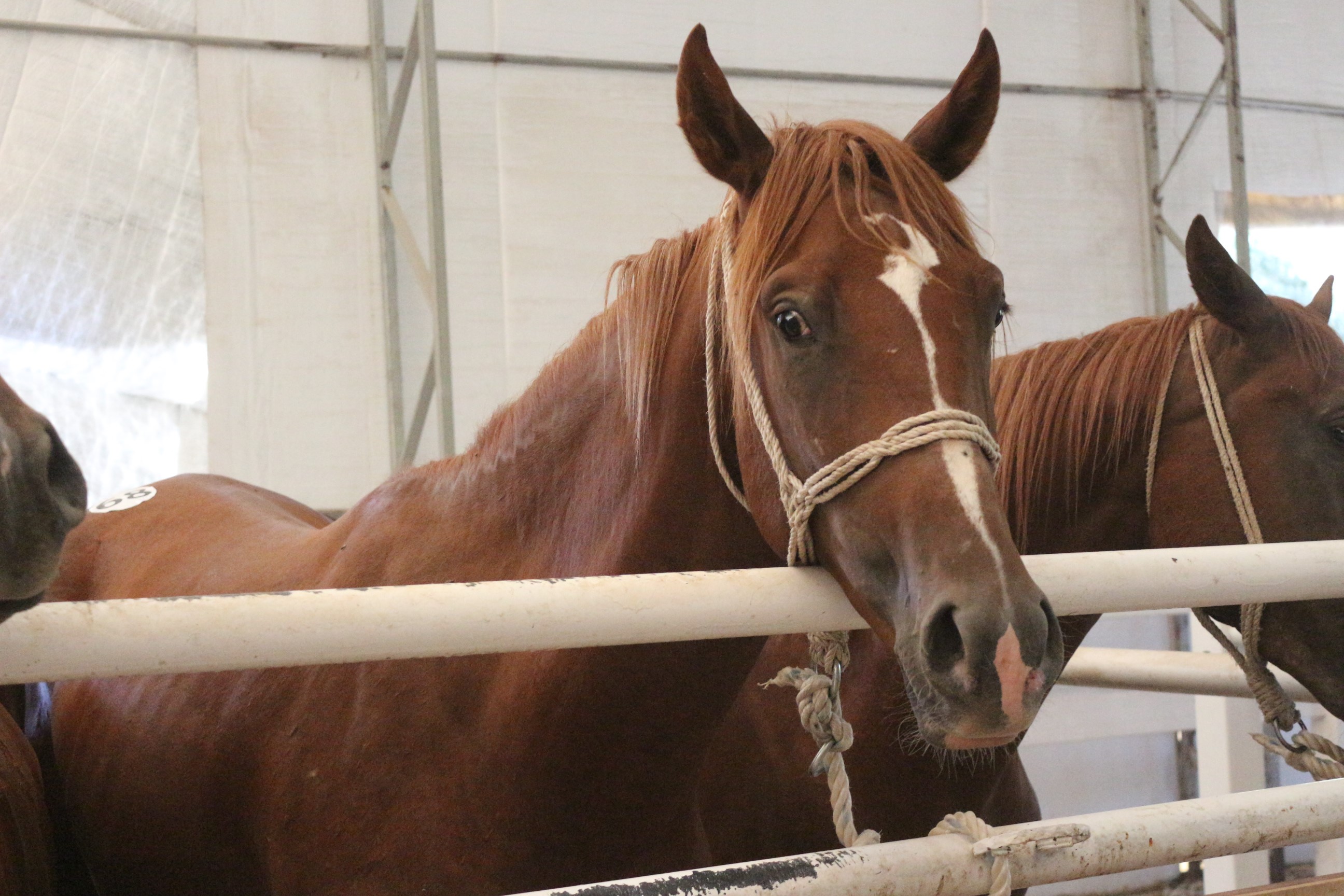 Bursa Karacabey Harası’nda 58 Tay Satışından 25 Milyon Lira Gelir Elde Edildi (5)