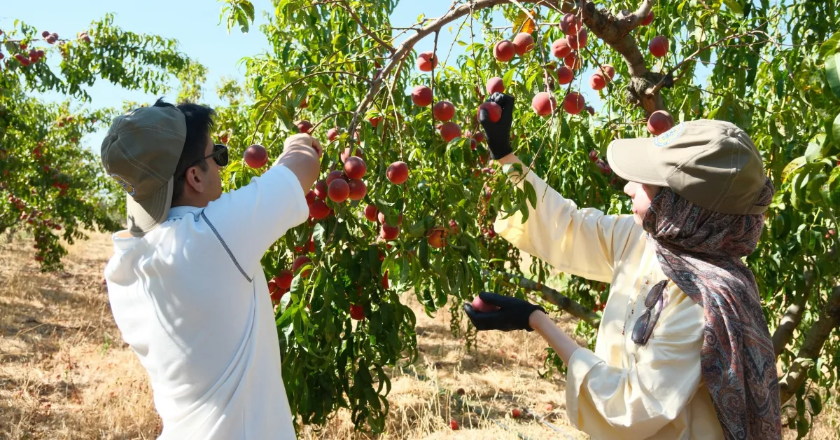 Bursa Uludağ’da 120 Çeşit Şeftali Ve Nektarin (1)