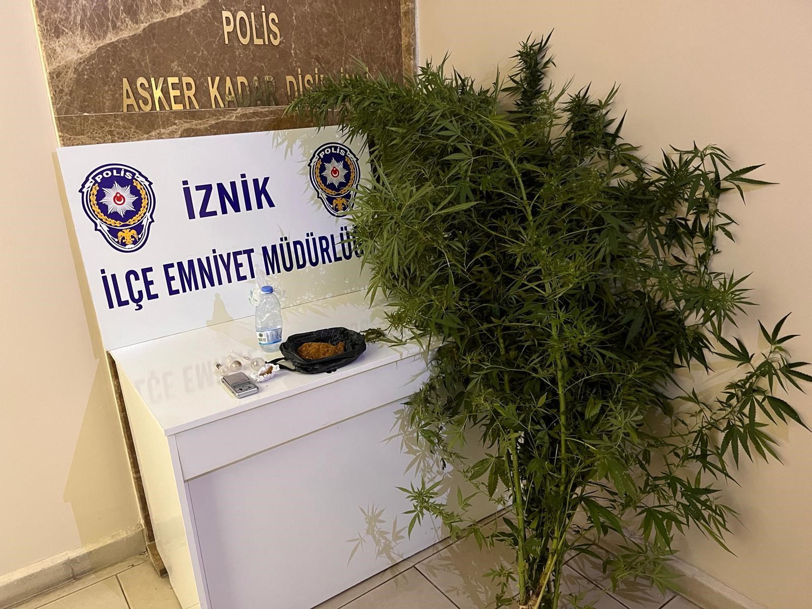 Bursa'da Bahçesinde Hint Keneviri Yetiştiren Kişiler Tutuklandı (1)