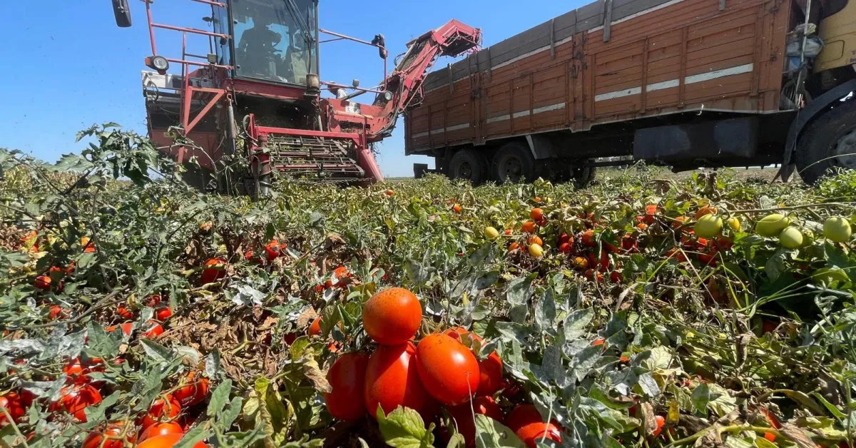 Bursa'da Domates Üretimi Yarı Yarıya Düştü! Fiyatlar 3'E Katladı (1)