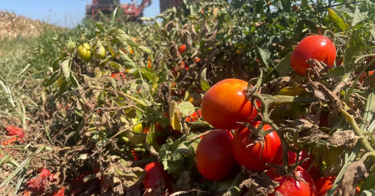 Bursa'da Domates Üretimi Yarı Yarıya Düştü! Fiyatlar 3'E Katladı (2)