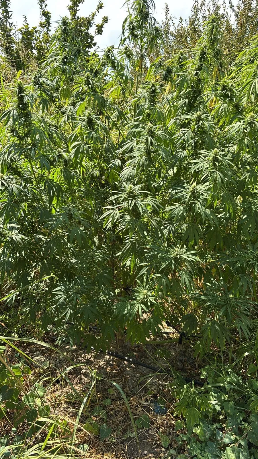 Bursa’da Jandarmadan Uyuşturucu Operasyonu Çok Sayıda Silah Ve Mühimmat Da Ele Geçirildi (5)