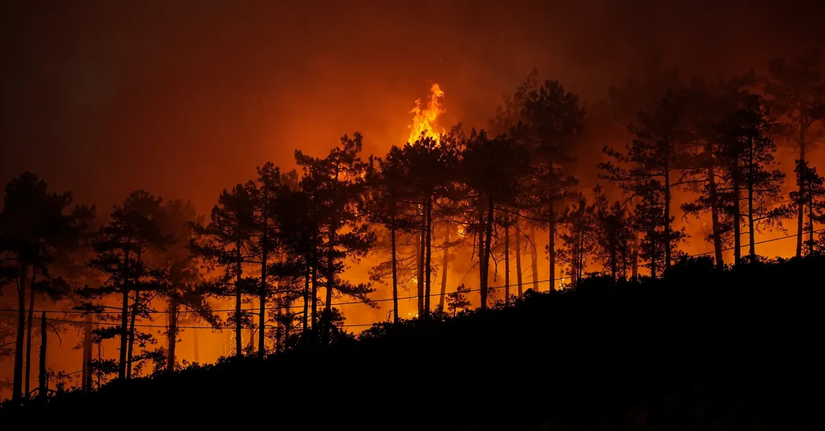 Bursa’daki Orman Yangını Sonrası Ekosistemin Yeniden Oluşması 100 Yılı Bulabilir (3)