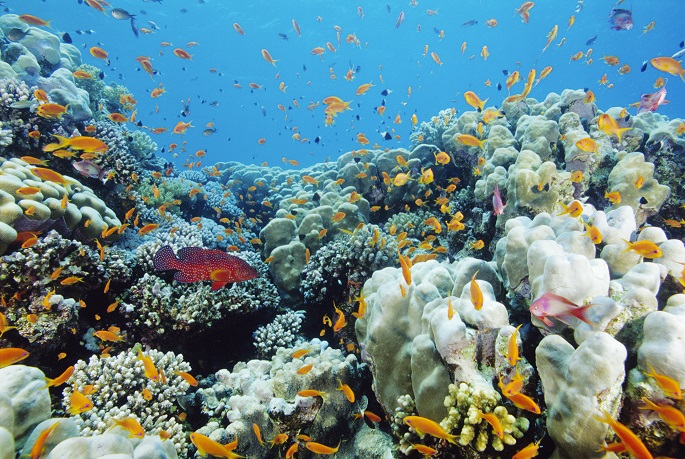 Denizlerin Gizli Kahramanları Tehlikede! Mercanlar Yok Olursa Deniz Ekosistemi Nasıl Etkilenir (2)