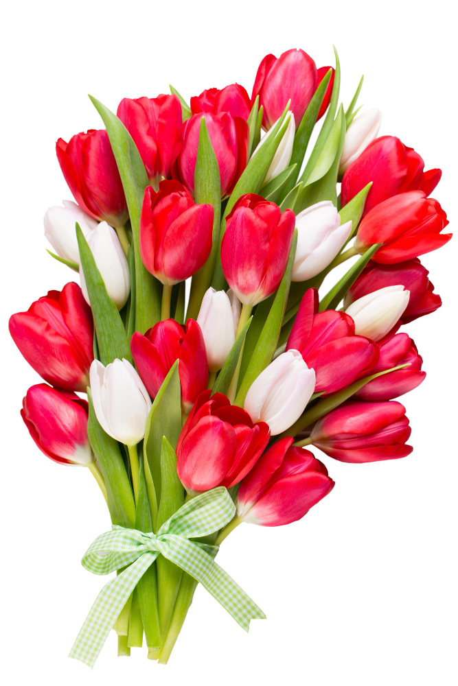 Dünyaya Açılan Çiçeğimiz Lale Laleler Gencgazete (14)