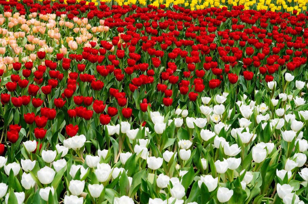 Dünyaya Açılan Çiçeğimiz Lale Laleler Gencgazete (18)