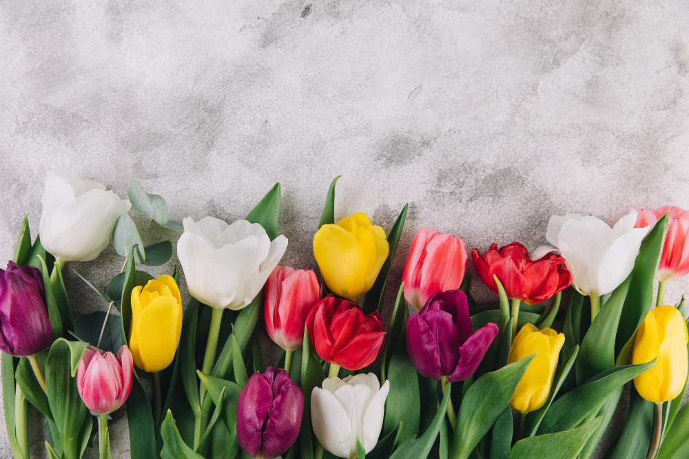 Dünyaya Açılan Çiçeğimiz Lale Laleler Gencgazete (31)