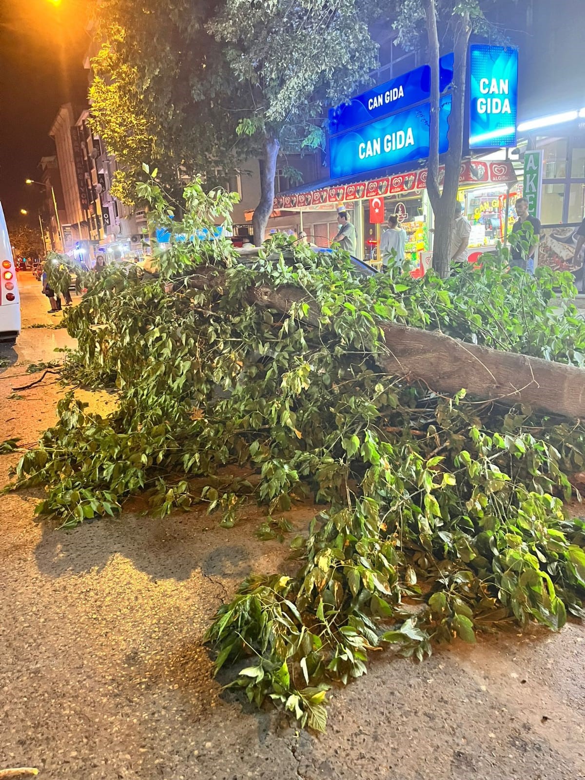 Edirne'de Ağaç Devrildi, 2 Araç Hasar Gördü (4)