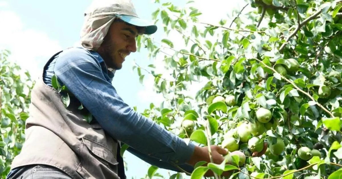 Genç Gazete Armut Üretiminde Liderlik Değişti Bursa, İtalya’yı Solladı 1