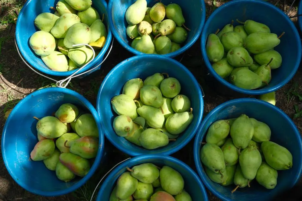 Genç Gazete Armut Üretiminde Liderlik Değişti Bursa, İtalya’yı Solladı 2