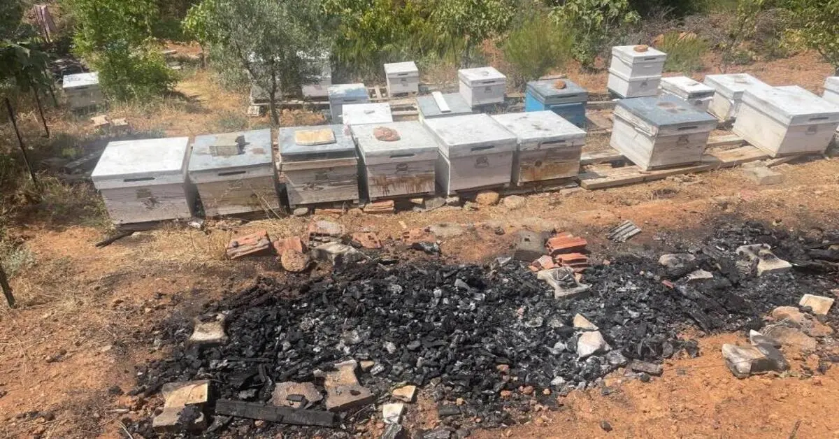 Genç Gazete Bursa Gürsu’daki Yangında 300 Arı Kovanı Yandı, Köyde Yaralar Sarılıyor 1