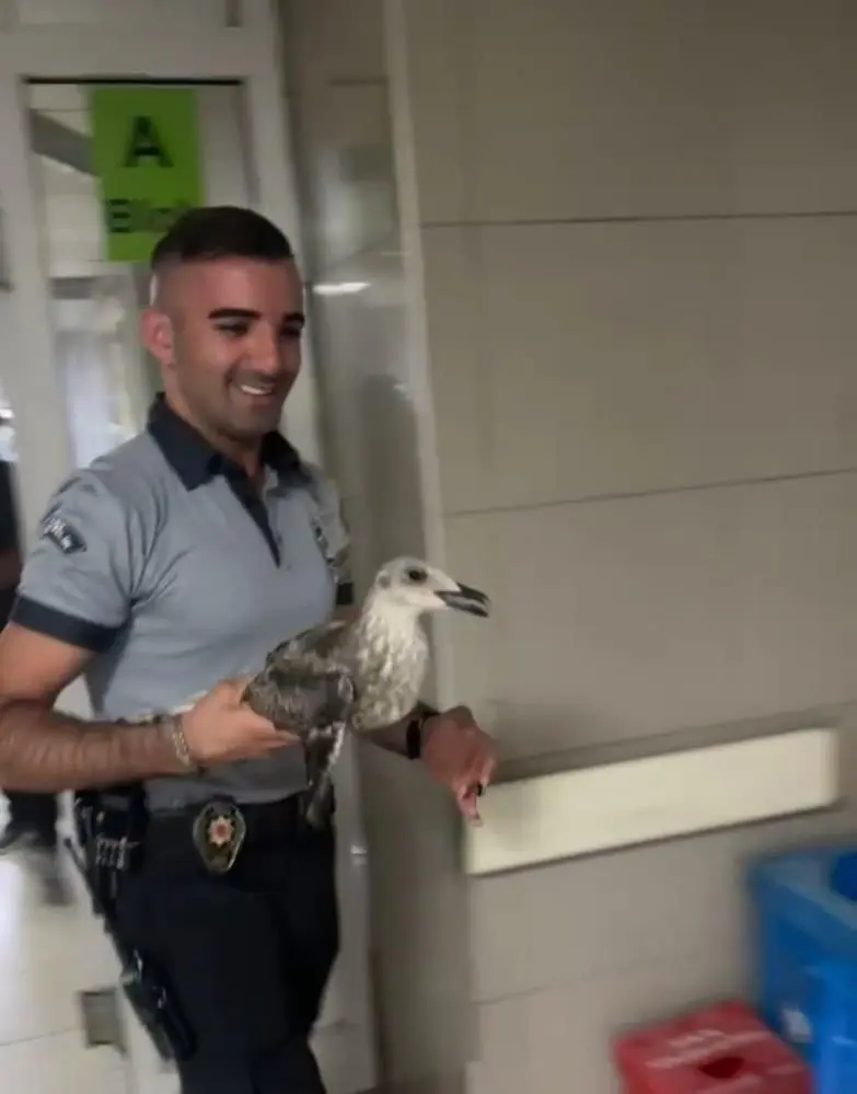 Genç Gazete Bursa'da Acil Servise Martı Girdi, Hastane Koridorları Karıştı 1